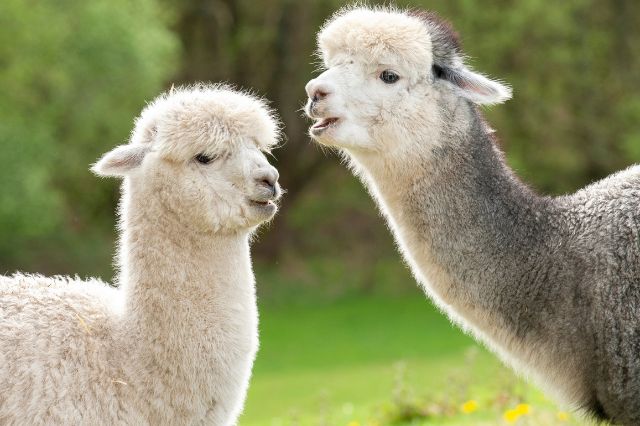 alpaca-jokes