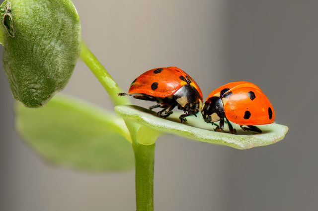 bug-jokes