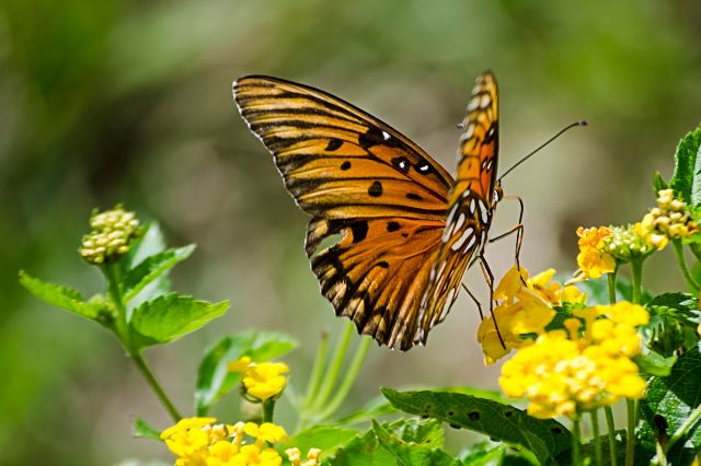 butterfly-jokes