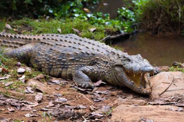 crocodile-jokes