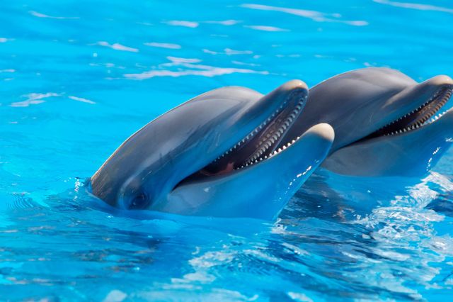 dolphin-jokes