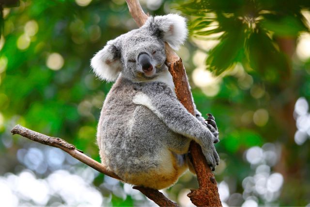 koala-jokes