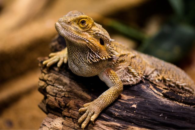 lizard-jokes