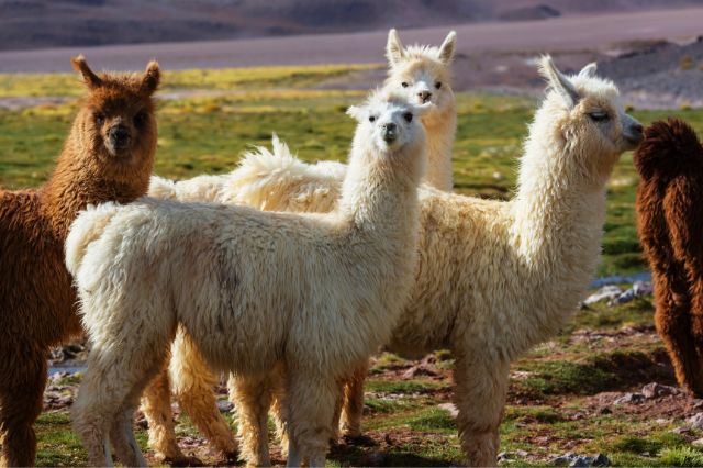 llama-jokes