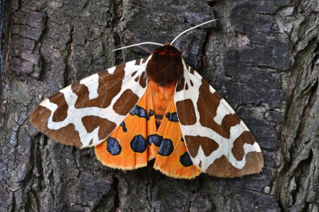 moth-jokes