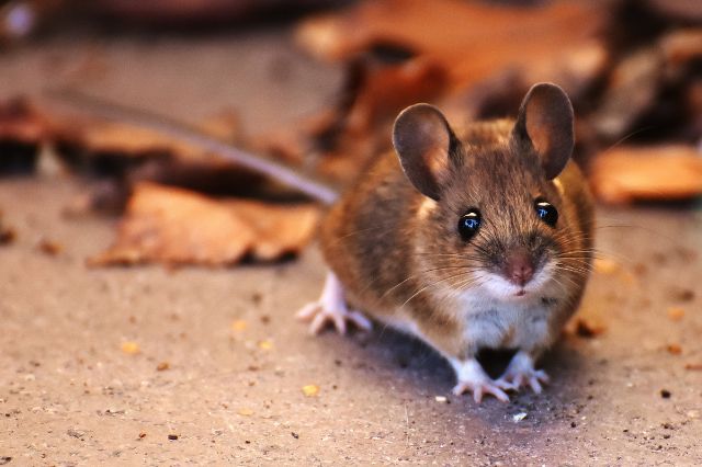 mouse-jokes