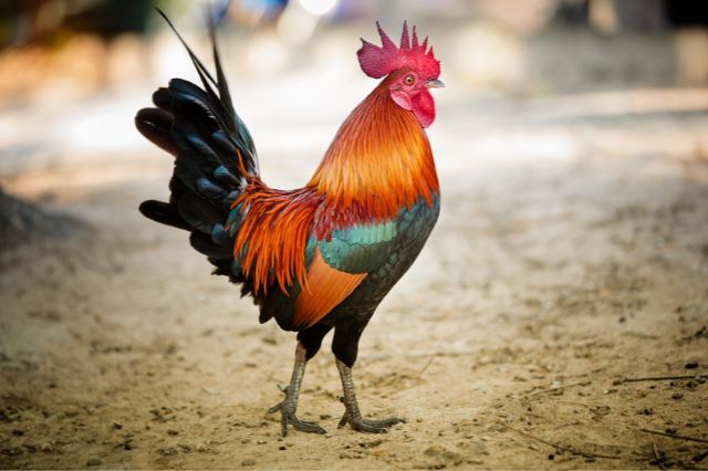 rooster-jokes