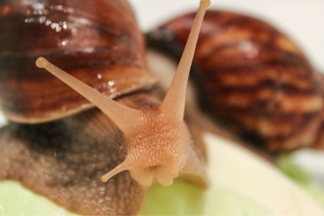 snail-jokes